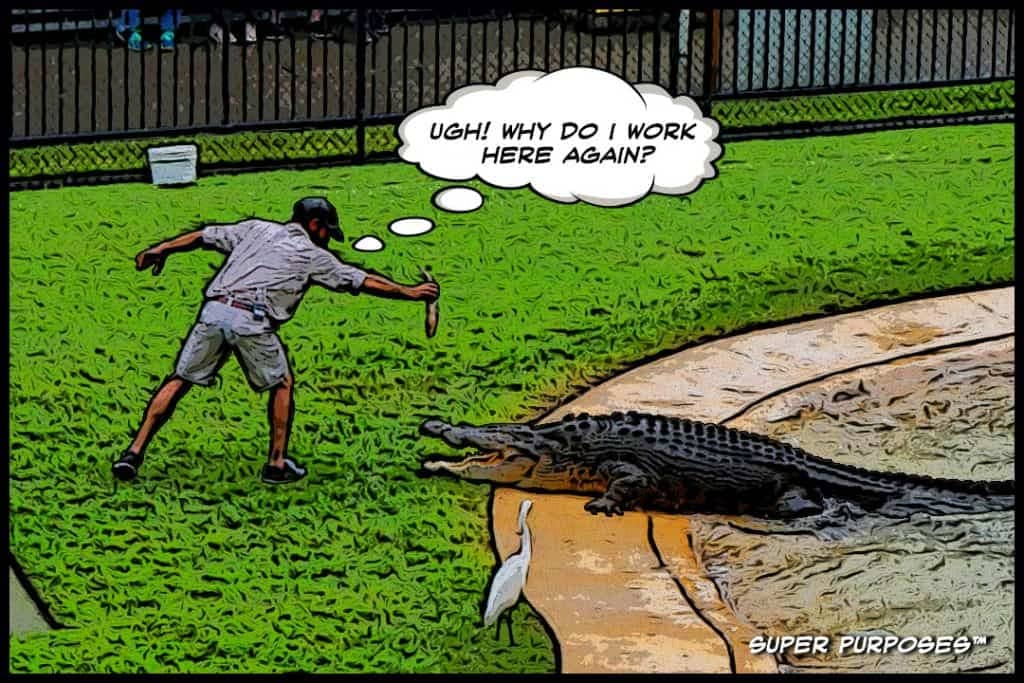 A man feeding alligator